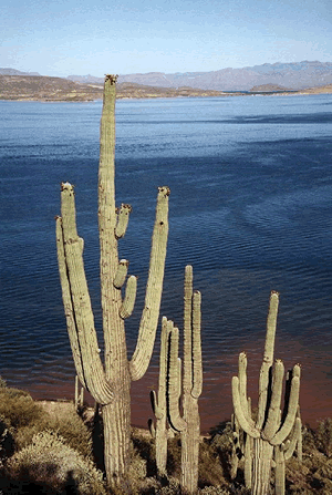 desert catctus